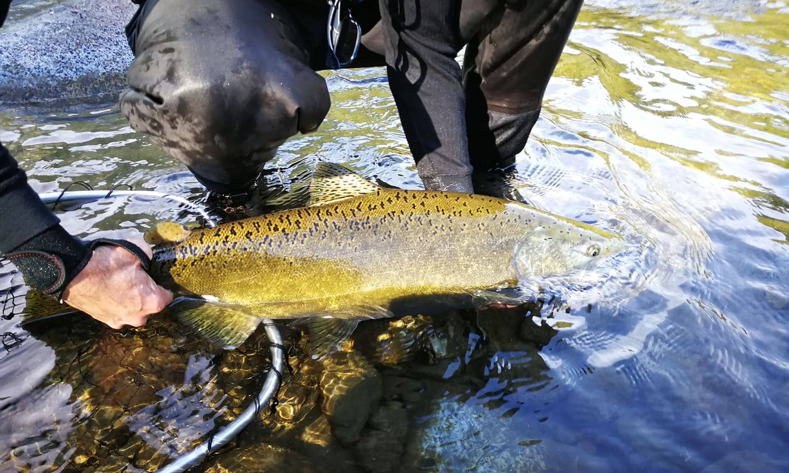 Så Er Der Hul Igennem Til De Store Kongelaks | Fiskerejser Med Fiske-eventyr