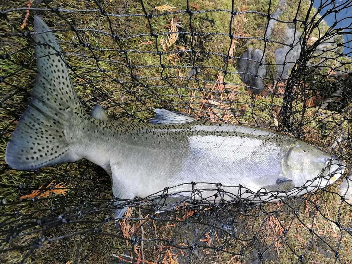 %Fiskerejser efter Laks, ørred og stør% Fiskerejser og fiskeeventyr Laks fra Allisons pool i net