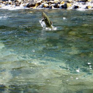 fiskerejse-og-fiskeeventyr-Kongelaks-springer-af-vandet-i-Chilliwack
