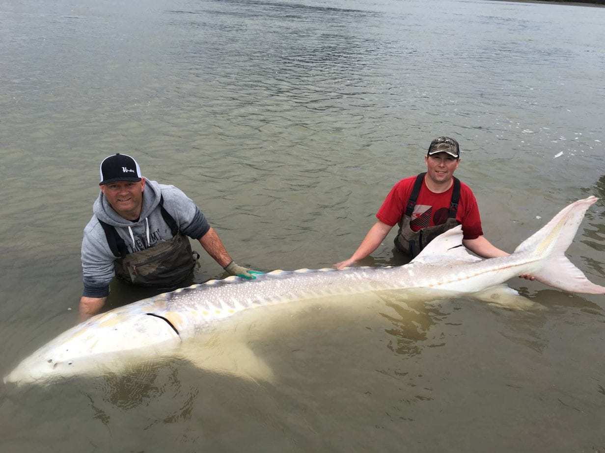 %Fiskerejser efter Laks, ørred og stør% Fiskerejse efter Stør Malthe og jesper med Stør