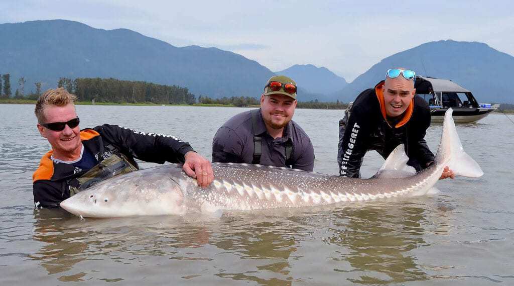 Fiskerejser til Chilliwack efter stør i fraser river