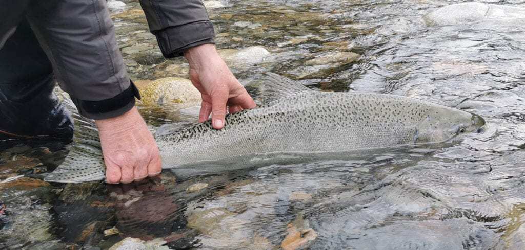 fiskerejse-kongelaks sættes ud igen