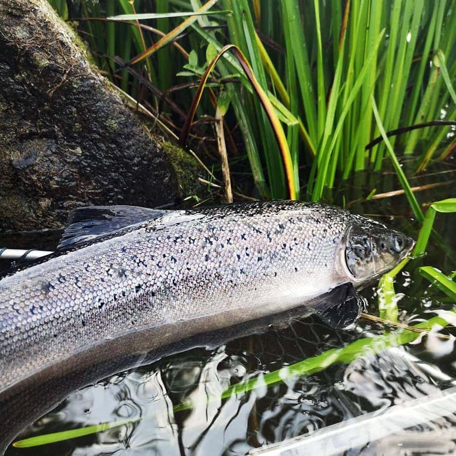 fiskerejser efter Laks, ørred og stør Fin laks