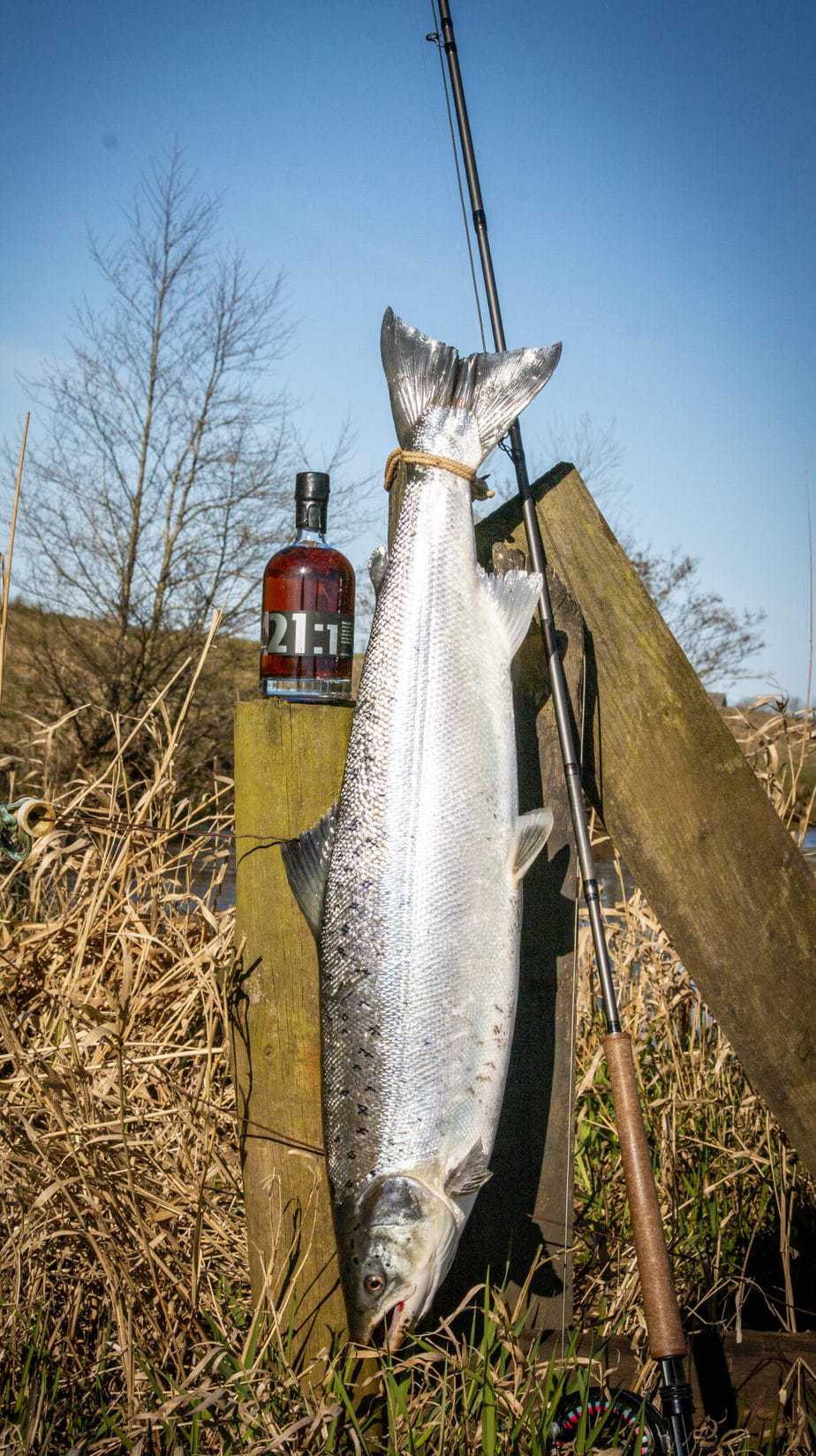 fiskerejser efter Laks, ørred og stør Laks og whiskey scaled