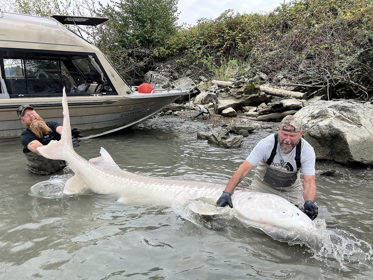 Stør i Canada er Fiskerejse med fiskeeventyr